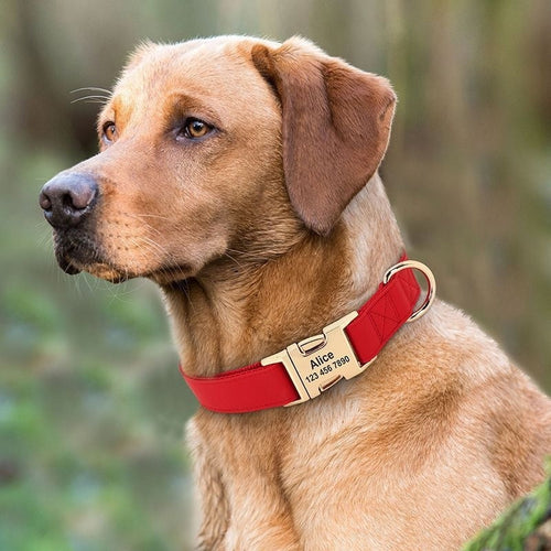 Air Tag Collar