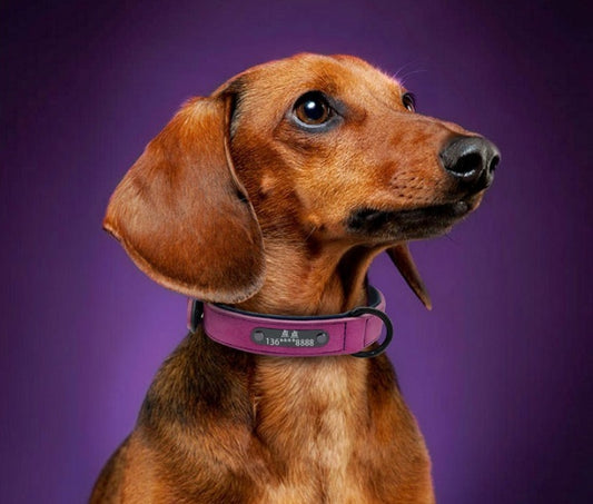Dog Collar Traction Rope Lettering Anti-lost Tag
